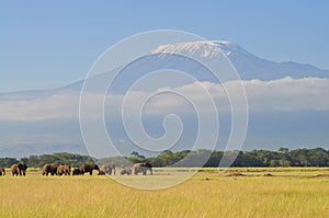 Elephant herd walking in amboseli national park, Mt. kilimanjaro in background