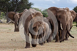 Elephant herd walking in Mashatu