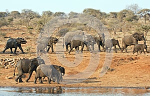 Elephant herd walking past a water hole