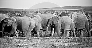 Elephant herd