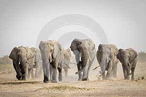 Elephant herd walking towards camera in Savuti in Botswana