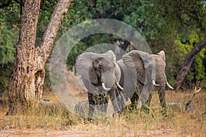Elephant herd walking through the Zimbabwean Woodlands