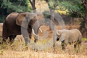 Elephant herd walking through the Zimbabwean Woodlands