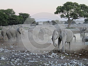 Elephant Herd at Water Hole in Etosha National Park, Namibia, Africa