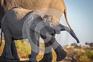 Elephant herd at the water hole, Tanzania