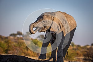 Elephant herd at the water hole, Tanzania