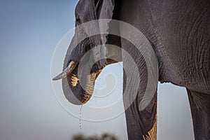Elephant herd at the water hole, Tanzania