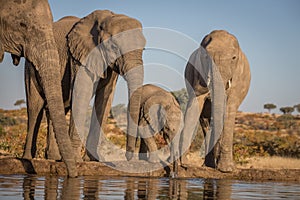 Elephant herd at the water hole, Tanzania