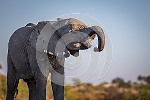 Elephant herd at the water hole, Tanzania