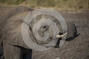 Elephant herd at the water hole, Tanzania