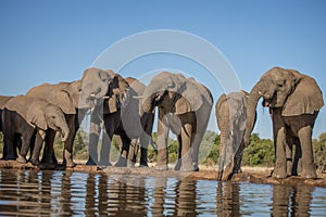 Elephant herd at the water hole, Tanzania