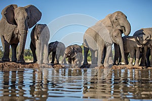 Elephant herd at the water hole, Tanzania