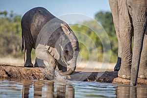 Elephant herd at the water hole, Tanzania