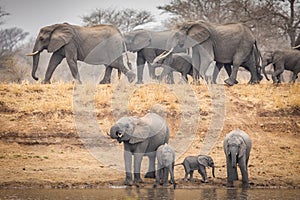 Elephant herd at water`s edge drinking with rest walking on a bank behind in Kruger Park South Africa