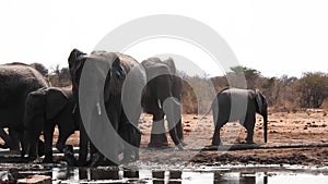 Elephant herd at a waterhole in Etosha Namibia