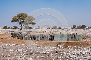 Elephant Herd at Waterhole, Etosha NP