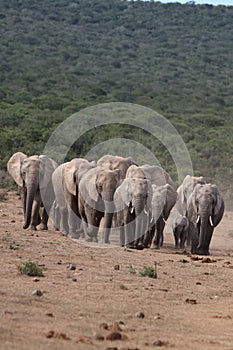 Elephant herd on way to waterhole