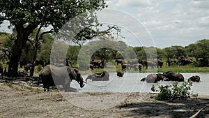 Elephant herds have fun in the water. Serengeti National Park, Tanzania.