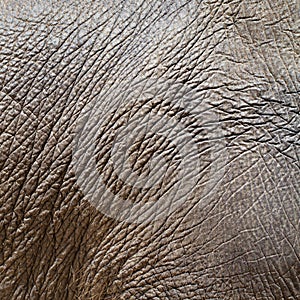 Elephant hide or skin
