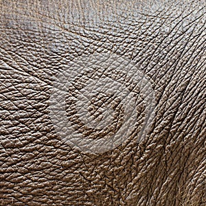 Elephant hide or skin
