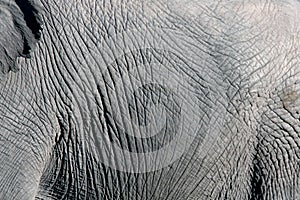 Elephant Hide Texture