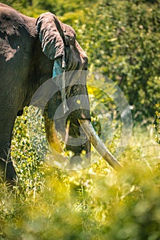 Elephant in high grass in South Africans wildlife