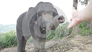 Elephant on the hill in Phuket