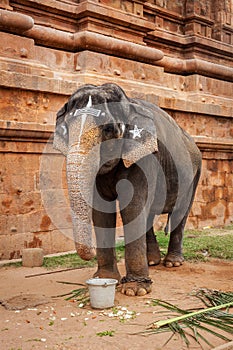 Elephant in Hindu temple photo