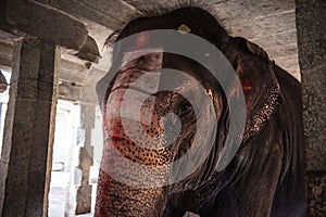 Elephant in a Hindu Virupaksha Temple.