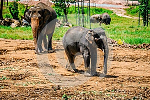 The elephant and his mother are walking in the Pinnawela nursery. Sri Lanka