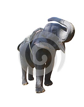 Elephant holding up the trunk screams isolated