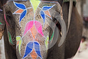 Elephant Holi festival in Jaipur, India