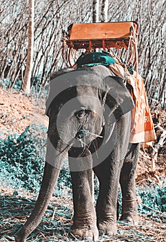 Elephant with howdah
