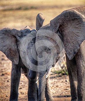 Elephant huddling their heads together