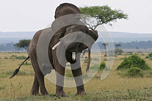 Slon v 