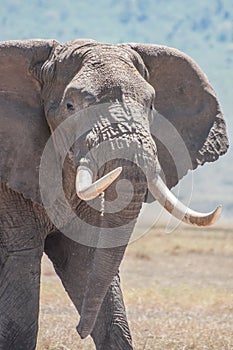 Elephant with huge tusks