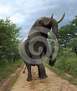 Elephant in Hwage National Park, Zimbabwe. Rearing Up, on Two Legs. Elephant, Tusks, Elephant`s Eye Lodge