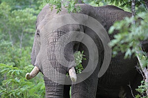 Elephant in Hwage National Park, Zimbabwe, Elephant, Tusks, Elephant`s Eye Lodge