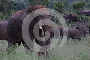 Elephant in Hwage National Park, Zimbabwe, Elephant, Tusks, Elephant`s Eye Lodge