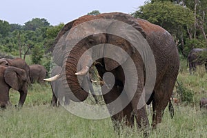 Male Bull Elephant with Mud Sun Lotion in Hwage National Park, Zimbabwe, Elephant, Tusks, Elephant`s Eye Lodge