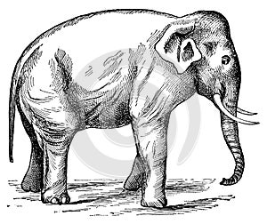 Elephant I Antique Animal Illustrations
