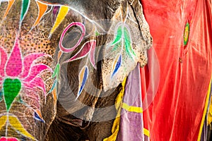 Elephant. India, Jaipur, state of Rajasthan.