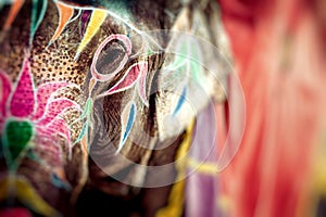 Elephant. India, Jaipur, state of Rajasthan.