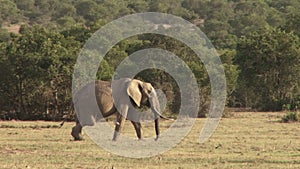 Elephant with injured leg in Kenya