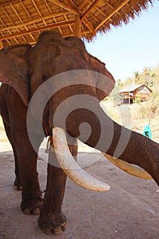 Elephant investigating with his trunk