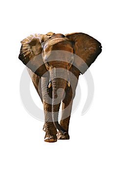 Elephant isolated