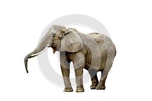 Elephant isolated