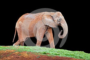 Elephant isolated on black background and selective focus