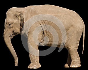 Elephant - isolated side view