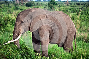 Elephant isolated photo